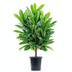Vibrant Green Indoor Plant in Black Pot with Glossy Leaves