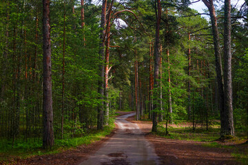 Fototapeta premium Forest Road: A winding path through a lush green woodland
