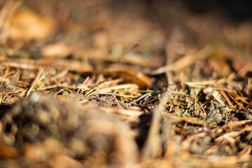Macro photo of a forest landscape with moss, branches, leaves, and grass