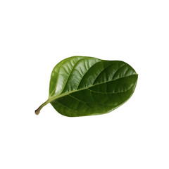 Obraz premium fresh green leaves