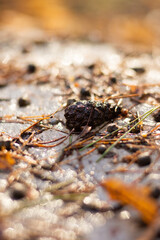 Macro photo of a forest landscape with moss, branches, leaves, and grass