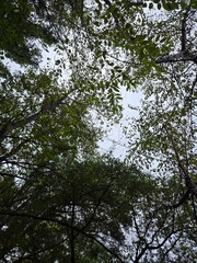 Green forest canopy view against cloudy sky