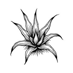 Detailed monochrome botanical drawing showcasing elegant floral anatomy and stylized plant form