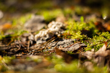 Macro photo of a forest landscape with moss, branches, leaves, and grass