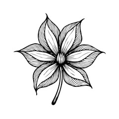 Elaborate handcrafted star-shaped bloom illustration showcases elaborate details and intricate