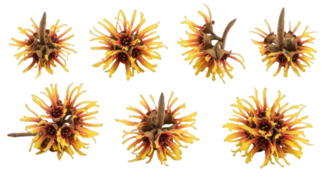 Witch hazel isolated on transparent background