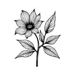 Elegant botanical illustration featuring delicate flower and leaves showcasing fine line work and