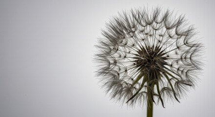 Fototapeta premium Close up macro photograph of a delicate dandelion seed head with its fluffy white parachutes ready to disperse in the wind isolated on white background