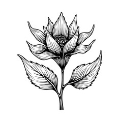 Elegant botanical illustration showcasing a blooming flower with detailed petals and textured