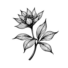 Elegant botanical illustration showcasing a blooming flower with intricately detailed petals and
