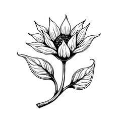 Elegant botanical illustration showcasing a delicate floral bloom with intricate linework and
