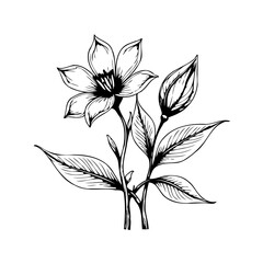 Elegant floral botanical illustration capturing blooming flower alongside bud and leaves detail in