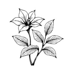 Elegant floral design showcases a striking black and white flower with detailed botanical