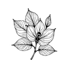 Elegant floral design showcasing intricate lines and botanical details in a minimalist monochrome