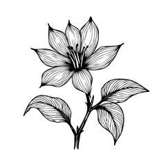 Elegant floral drawing showcasing botanical beauty delicate lines and enchanting simplicity in a