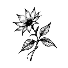 Elegant floral illustration featuring a stylized blossom with delicate petals and detailed leaves