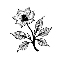 Elegant floral illustration featuring delicate blossom with textured petals and leaves in