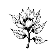 Elegant floral illustration showcases delicate linework a botanic drawing with petals leaves and