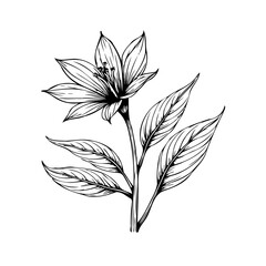 Elegant floral illustration showcasing intricate details of a blossoming lily against a stark