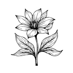 Elegant floral illustration, a botanical design with delicate petals creating a timeless and