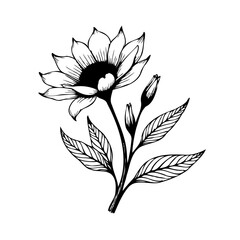 Elegant floral sketch featuring delicate petals leaves and buds botanical illustration for design