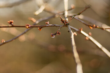 Macro photo of a forest landscape with moss, branches, leaves, and grass