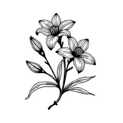 Elegant monochrome floral illustration showcasing delicate lily blossoms and emerging buds