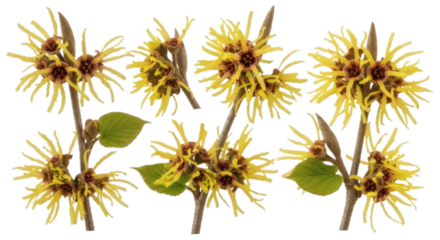Witch Hazel Branches with Yellow Spidery Flowers and Green Leaves