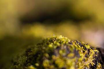 Macro photo of a forest landscape with moss, branches, leaves, and grass
