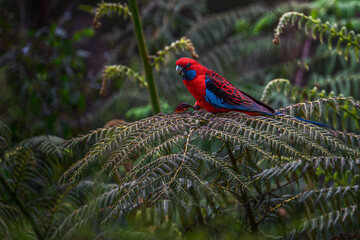 Crimson rosella perched and eating flowers from a native bush in Dandenong mountain Australia