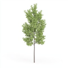 Fototapeta premium Lush Green Tree with Vibrant Foliage Isolated on White Background
