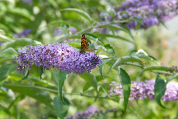 Comma butterfly (Polygonia c-album) perched on summer lilac in Zurich, Switzerland