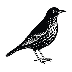 Black and White Bird Illustration