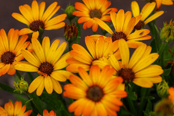 Bright orange and yellow daisy-like flowers fill the entire frame, creating a festive and sunny mood. The shot demonstrates the richness and vitality of nature.