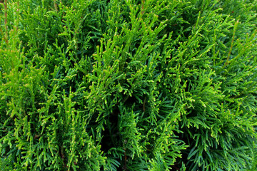 A vibrant shot of a coniferous bush, showcasing its lush, textured greenery. The photograph conveys freshness, natural beauty, and is ideal as a background image for topics related to nature, gardens,