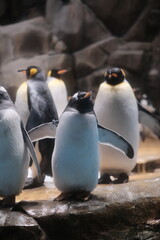 penguins in Ocean park