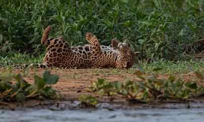 A jaguar hunting caiman in the Pantanal, Brazil.