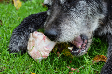 A large dog with gray fur chews a raw bone, lying contentedly on the green grass. The details of...