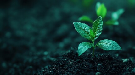 Young sprout emerging from soil
