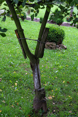 This shot demonstrates care for nature, showing a propped and tied young tree. Against the backdrop of a well-maintained green lawn and bushes, you can see how human effort helps the tree to strengthe