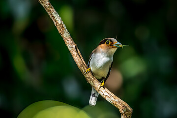 colorful bird Silver-breasted broadbill (Serilophus lunatus) build a nest. 