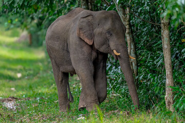 Fototapeta premium Its body is gray, its snout is called the trunk. The trunk of the Asian elephant has only one beak. Nakhon Ratchasima, Thailand. 