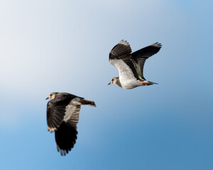 Obraz premium Lapwing (Vanellus vanellus) flying in coastal habitat, Hampshire 