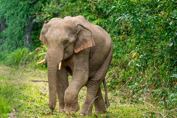 Fototapeta premium Its body is gray, its snout is called the trunk. The trunk of the Asian elephant has only one beak. Nakhon Ratchasima, Thailand. 