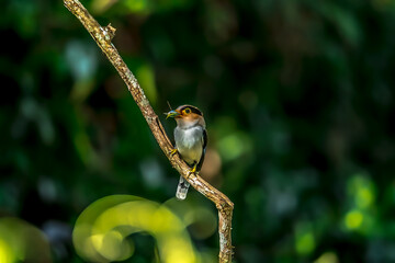 colorful bird Silver-breasted broadbill (Serilophus lunatus) build a nest. 