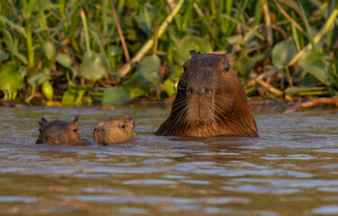 Capybara family in the Pantanal