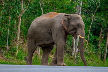 Its body is gray, its snout is called the trunk. The trunk of the Asian elephant has only one beak. Nakhon Ratchasima, Thailand.	