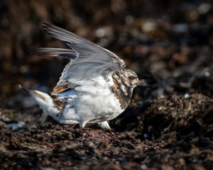 Turnstone (Arenaria interpres) stretching in coastal habitat, Hampshire
