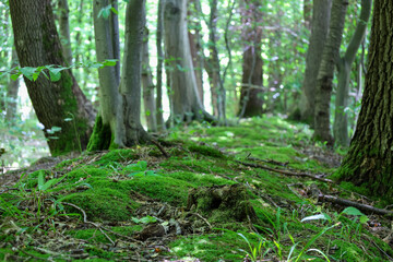 Sunlight filters through the dense tree canopy, illuminating a vibrant green carpet of moss and a grassy mound. This landscape captures the peaceful atmosphere and quiet of a forest glade.