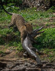 Jaguar hunting for caiman in the Pantanal, Brazil